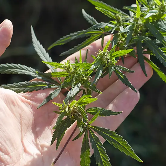 allergy panel weed panel